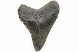 Serrated, Juvenile Megalodon Tooth - South Carolina #203172-1